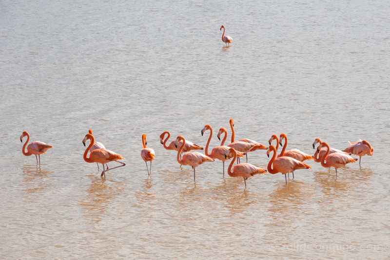 Las Coloradas Yucatan Flamencos