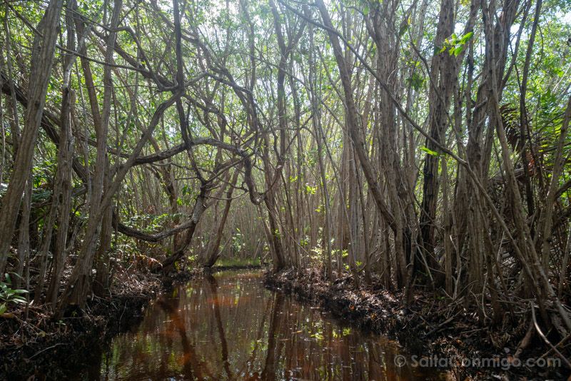 Cenotes Yucatan Mexico San Crisanto Manglar