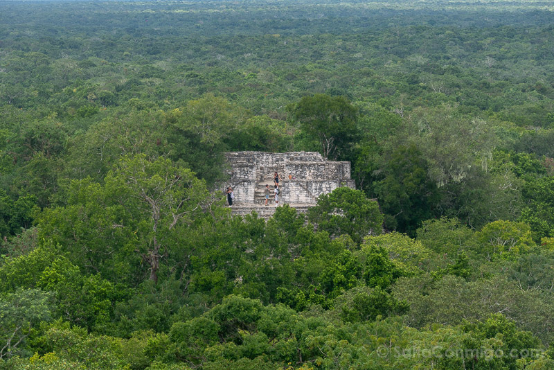 Calakmul Cima Selva