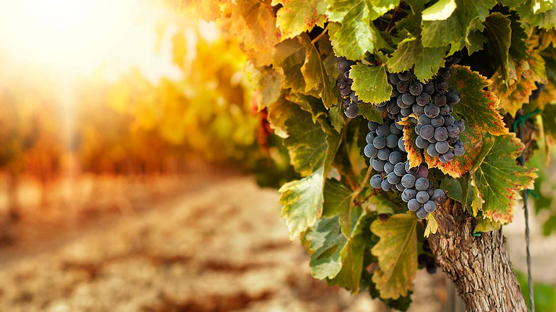 Una propuesta para cumplir el sueño del terreno -y el vino- propios - Infobae