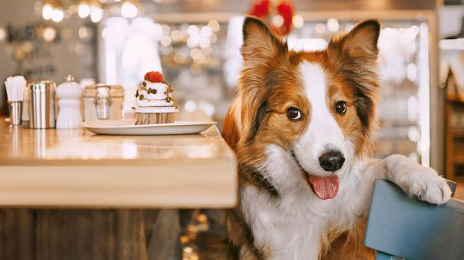 Paseá por la Ciudad de Buenos Aires con tu mascota por estos cafés.&nbsp;