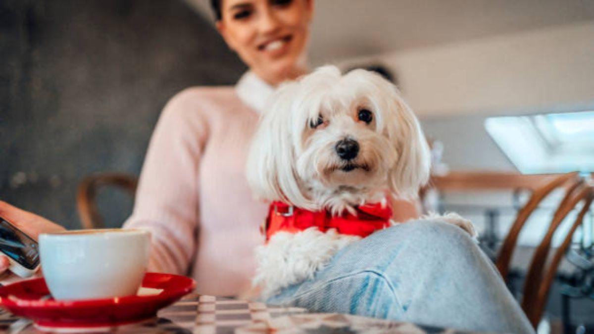 CAFETERÍAS PET FRIENDLY VIGO: Restaurantes y cafeterías de Vigo 'pet friendly' para disfrutar con tus mascotas