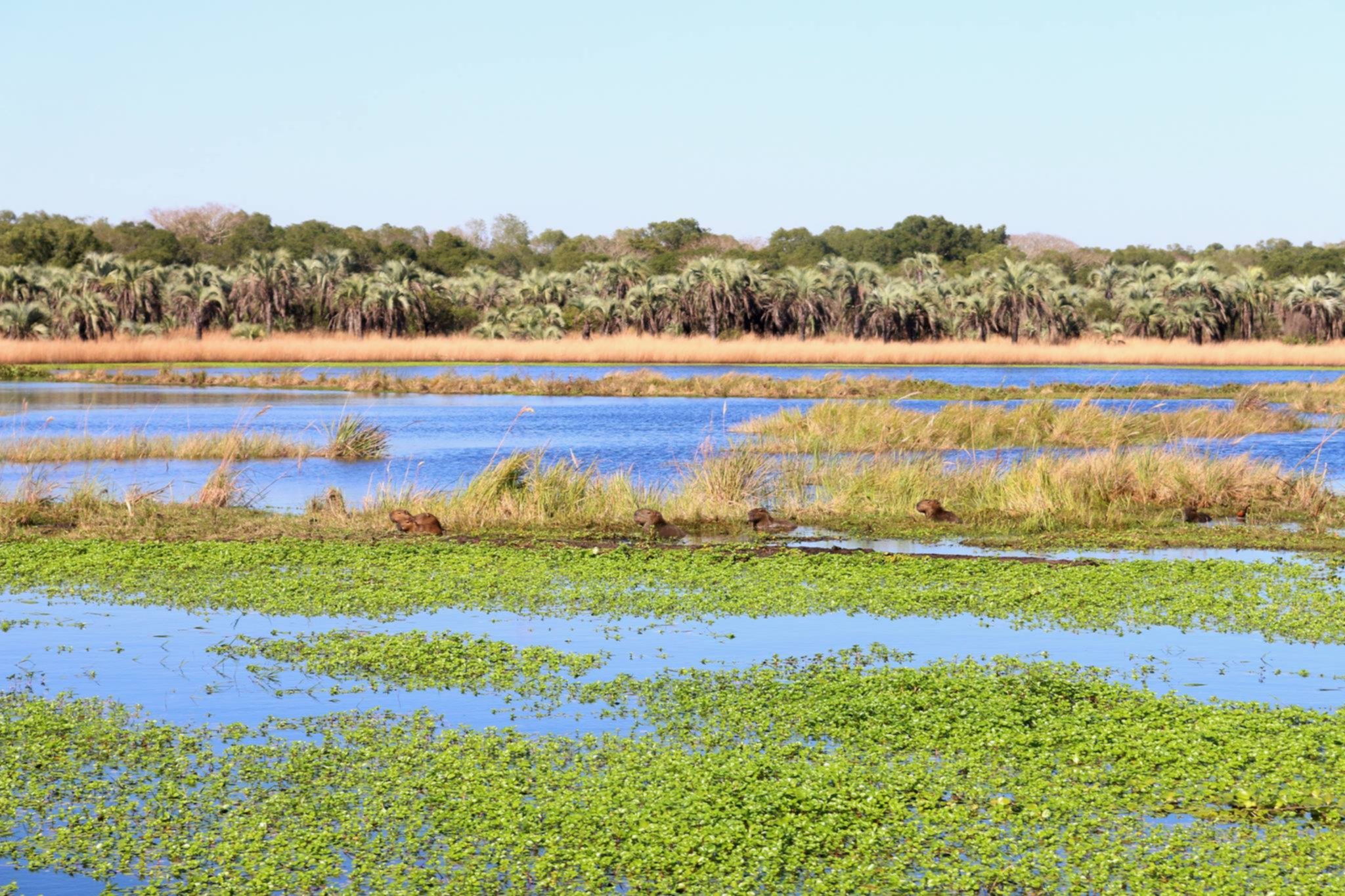 Parque Nacional Mburucuyá: trabaja en un protocolo para cuando pueda reabrir | El Litoral