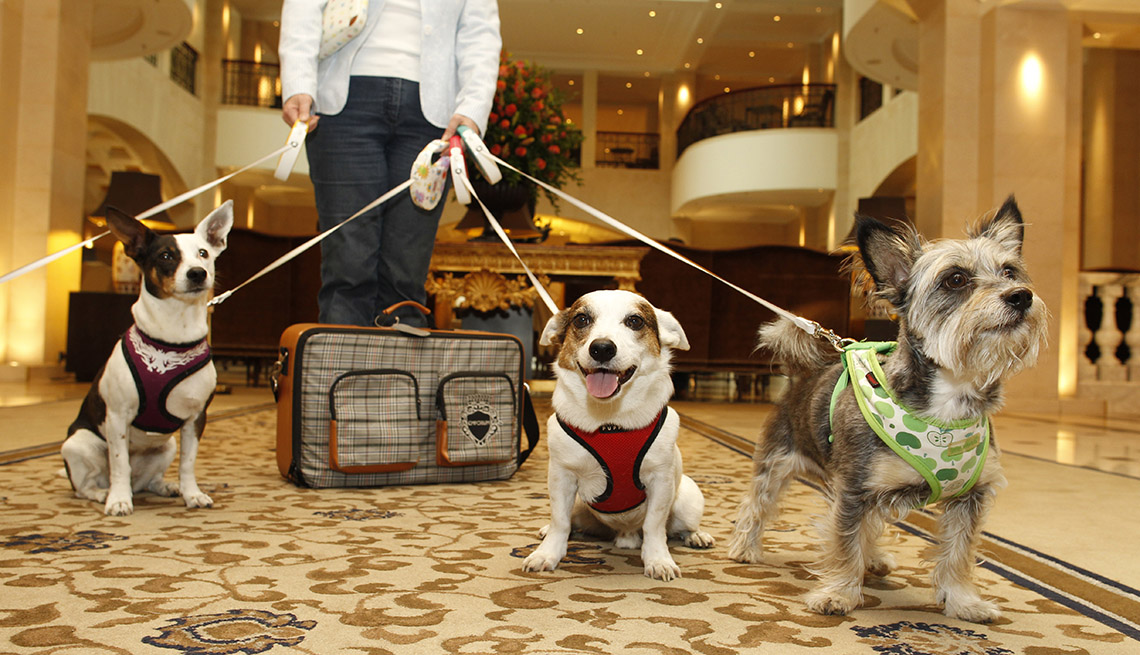Hoteles donde consienten a las mascotas y sus amos