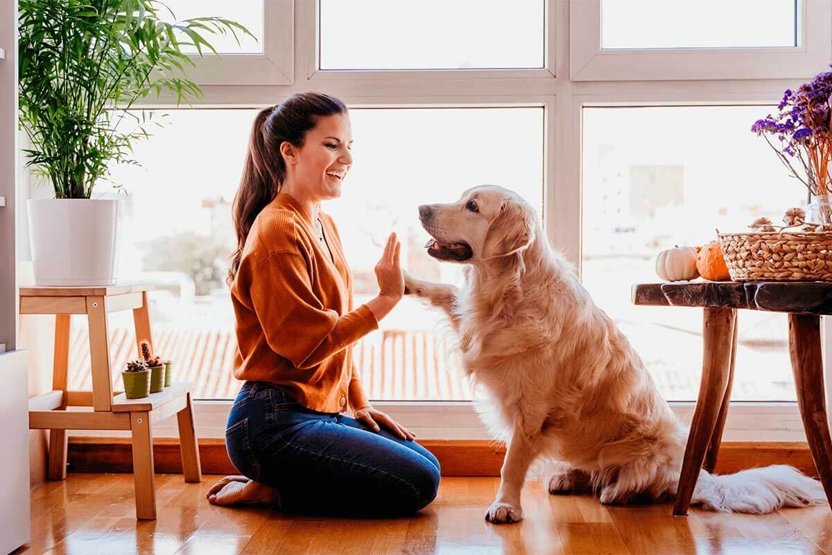 Dónde Encontrar Supermercados Pet Friendly En Argentina ✓