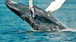 puerto madryn ya recibio a sus primeras visitantes ilustres: las ballenas