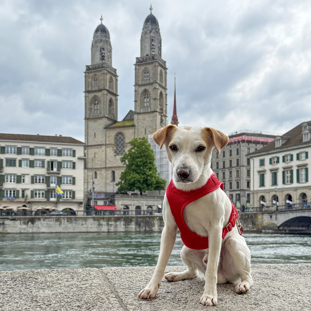 Suiza con perro — PIPPER ON TOUR