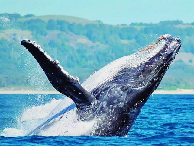 El avistaje de ballenas en Puerto Madryn ofrece beneficios exclusivos para los viajeros.
