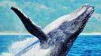 El avistaje de ballenas en Puerto Madryn ofrece beneficios exclusivos para los viajeros.