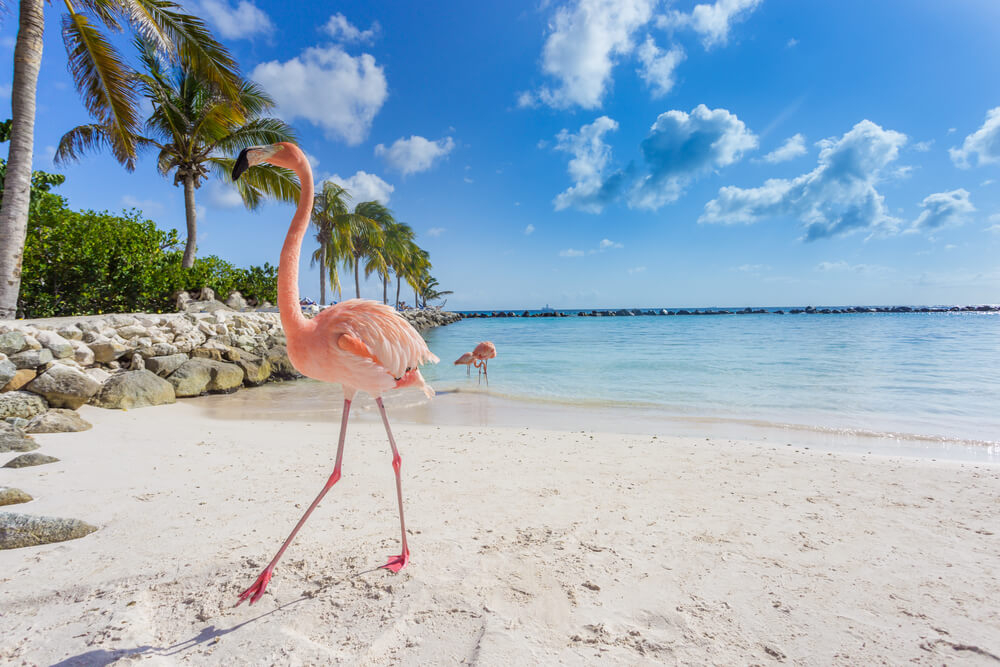 Vacaciones en la Isla de Aruba, la joya del Caribe