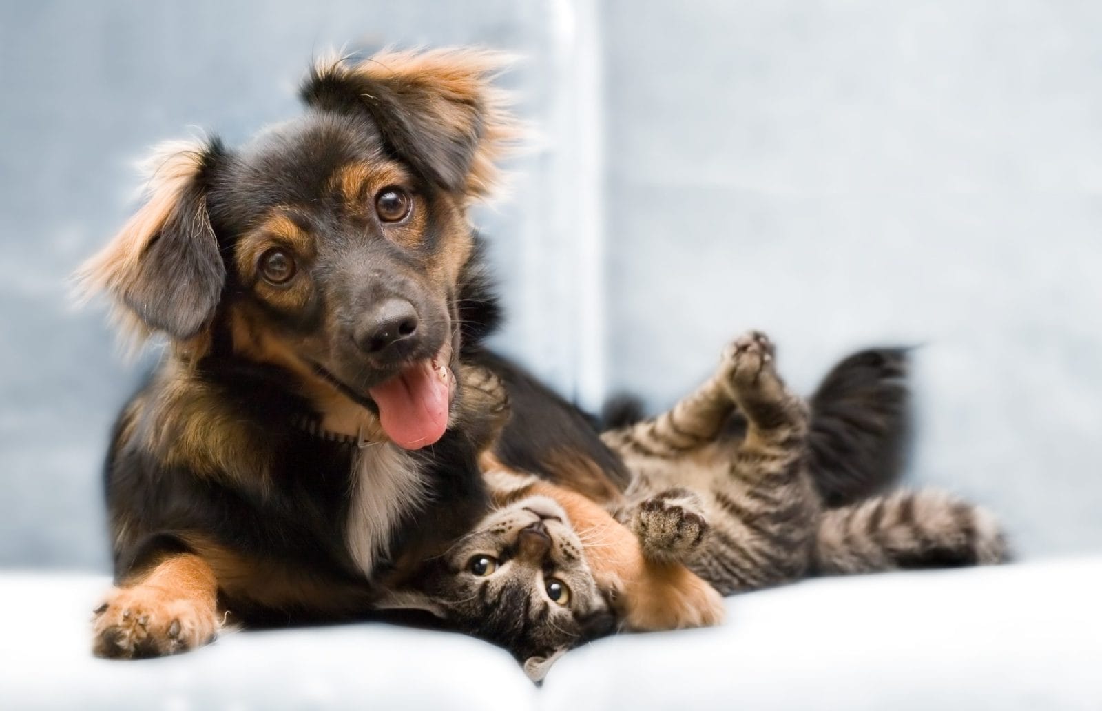 Dog and Cat Playful Fight Takes a Turn: 'I Promise They Love Each Other' [Video] – One Green Planet