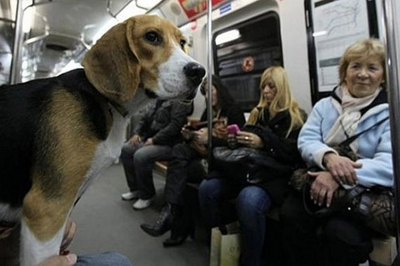 De perros y gatos: las mascotas podrán viajar en subte