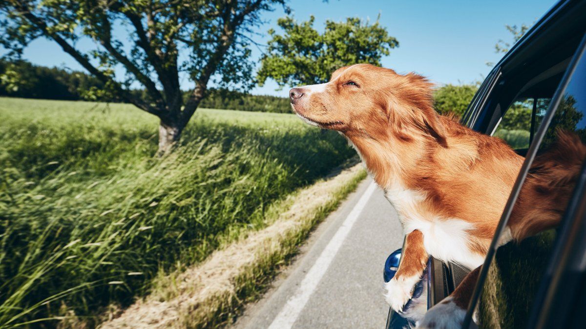 San Antonio de Areco tiene alternativas pet friendly para hacer escapadas familiares con mascotas incluidas.