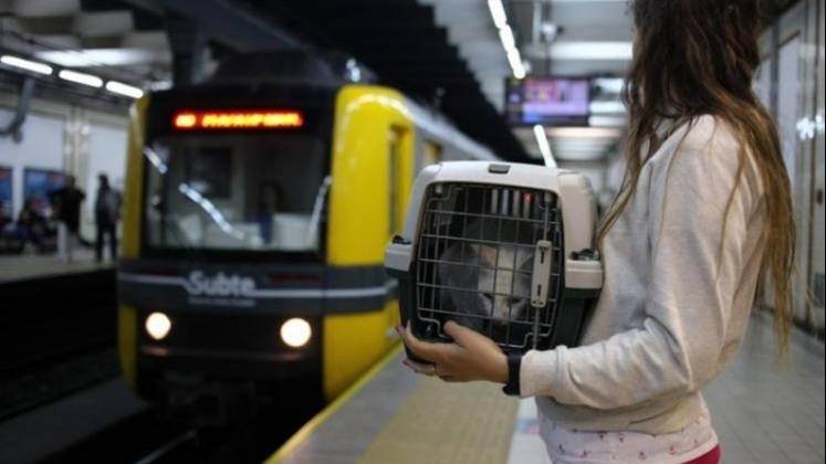 Se puede viajar con un perro o un gato en subte en CABA? | El Destape