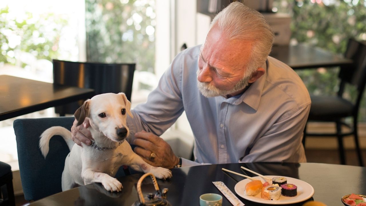 Buenos Aires se transforma na capital pet friendly da América Latina e redefine a vida urbana - Bons Fluidos