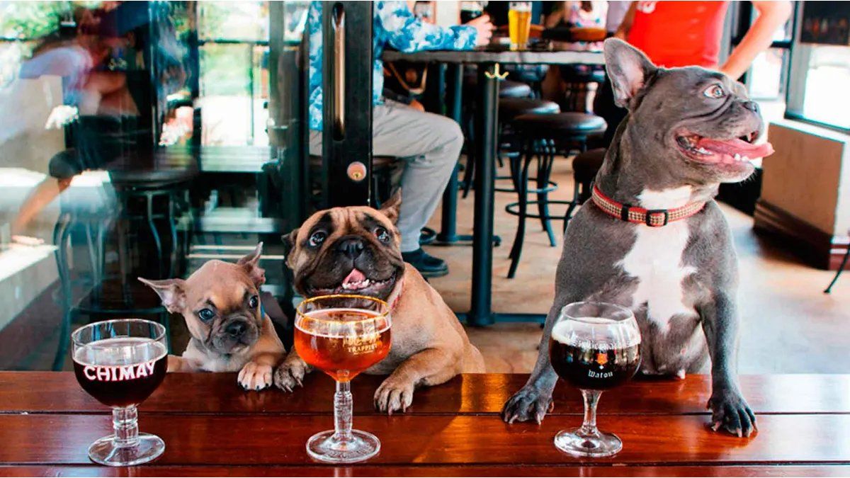 Esta ciudad argentina ahora es pet friendly: los bares y restaurantes aceptarán mascotas
