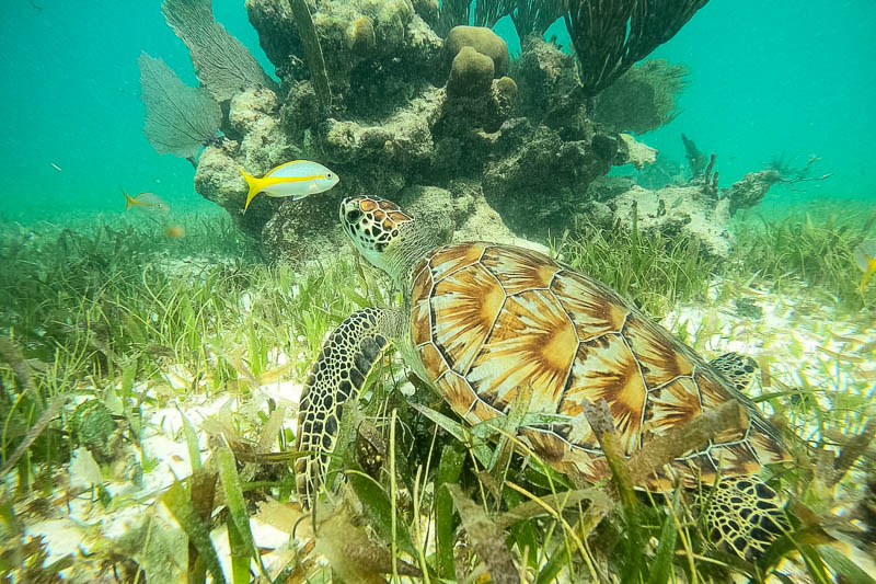 Que Hacer en Mahahual Snorkel Tortuga