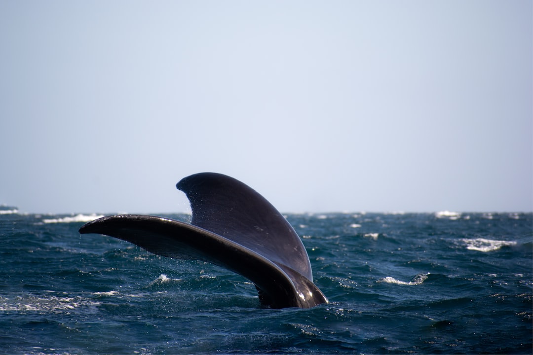 Por qué Puerto Madryn en octubre es el encuentro más emocionante que podés tener con la naturaleza