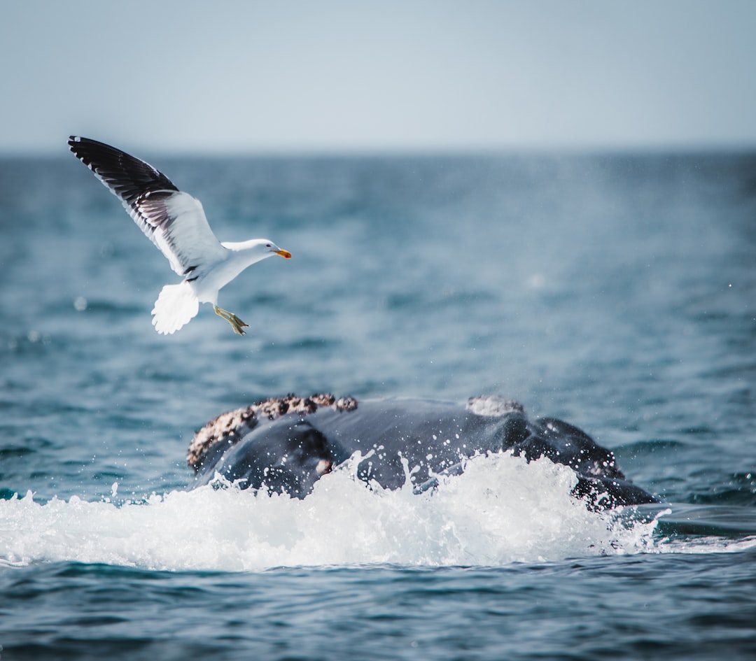 Por qué Puerto Madryn en octubre es el encuentro más emocionante que podés tener con la naturaleza