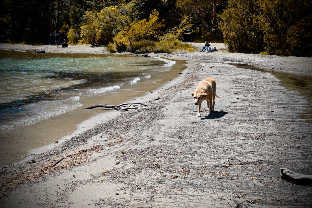 Bariloche con tu perro: la aventura patagónica que ambos merecen