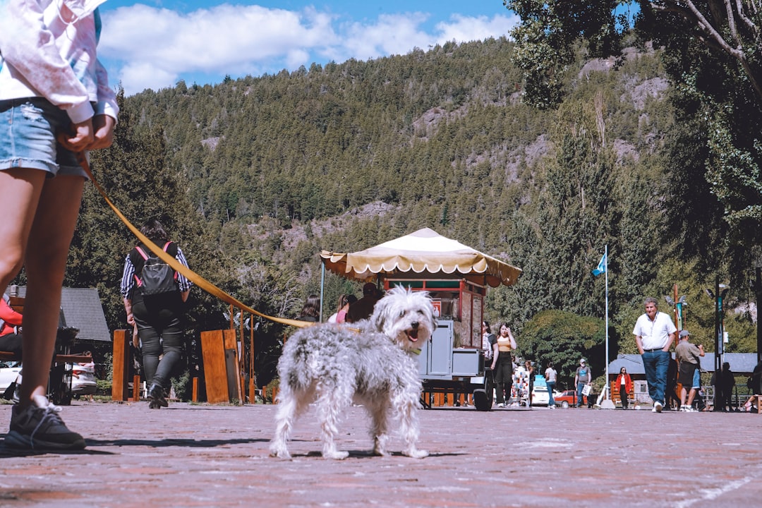 Bariloche con tu perro: la aventura patagónica que ambos merecen