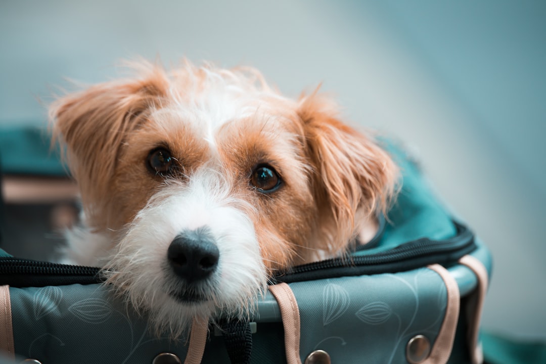 Viajar con tu perro al exterior: la guía completa para no dejar a tu mejor amigo en casa