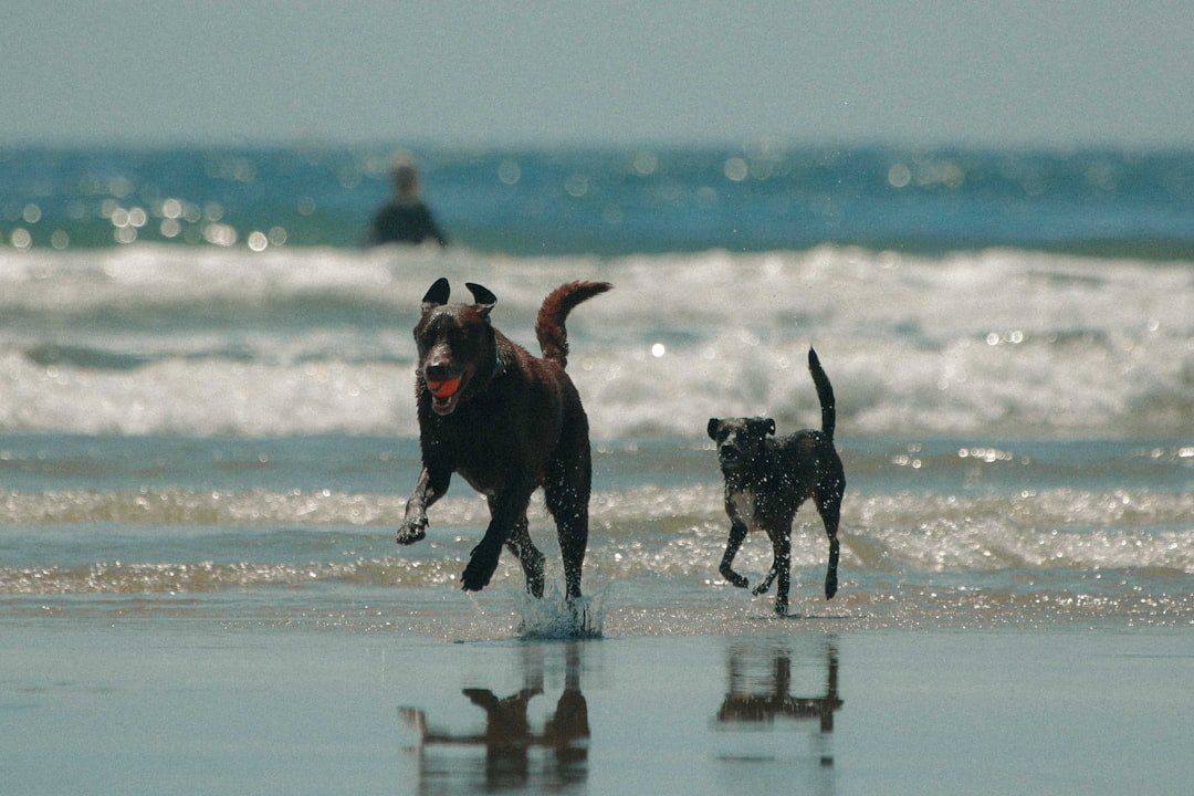 Pinamar con tu perro: la playa donde tu compañero peludo es el verdadero protagonista