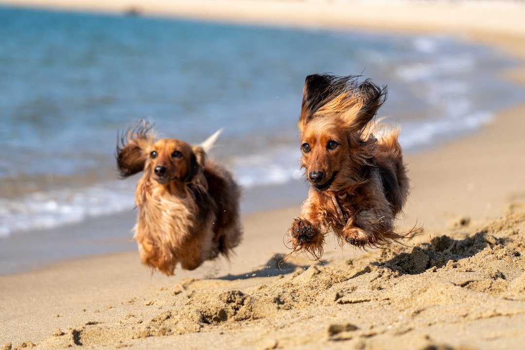 Pinamar con tu perro: la playa donde tu compañero peludo es el verdadero protagonista