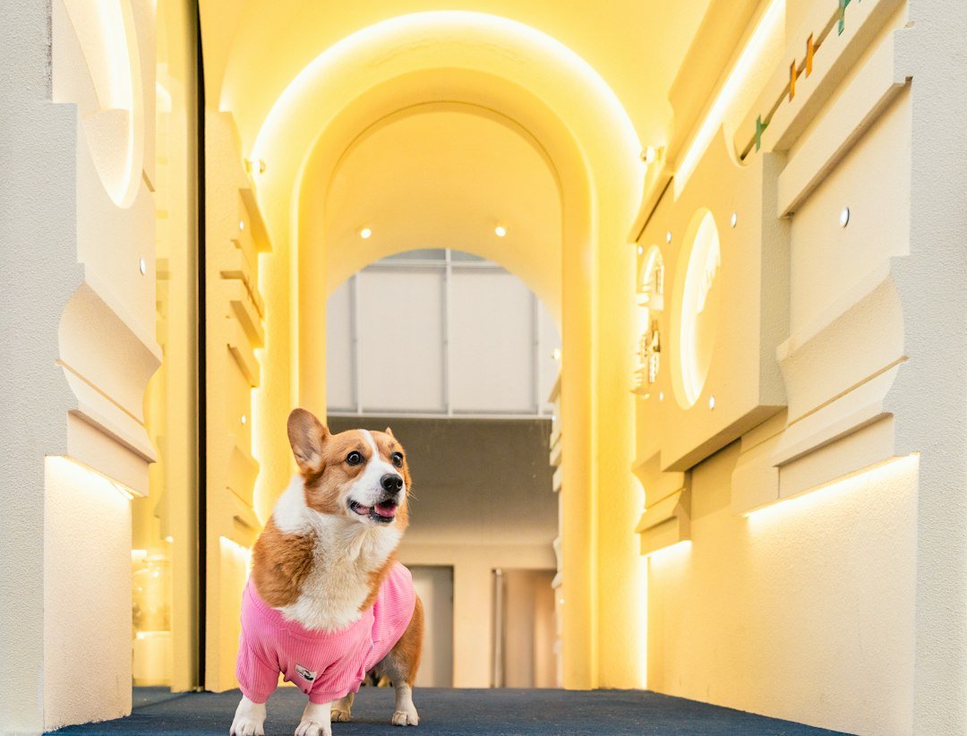 París con tu perro: los hoteles donde tu compañero peludo es VIP