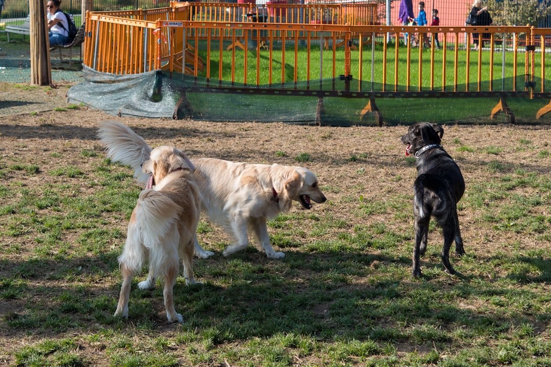 Viena con tu perro: la ciudad donde viajar con tu compañero peludo es más fácil que nunca