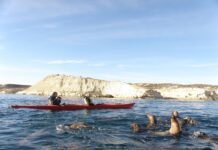 Ballenas, pingüinos, orcas y mucho más en Puerto Madryn