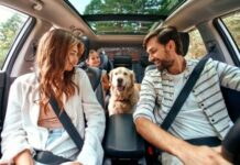 Escapadas pet friendly cerca de Buenos Aires: tres destinos ideales