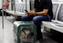 Subte pet friendly: cómo viajar con tu perro o gato por Buenos Aires