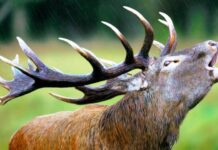 Comenzó la temporada de avistamiento de ciervos en La Pampa