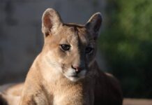 Las 7 maravillas salvajes de Argentina