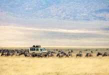 Por qué un safari en el Masai Mara es la aventura más salvaje que vivirás en tu vida