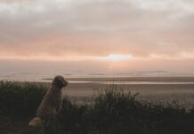 Villa Gesell con tu perro: la guía completa para unas vacaciones en la playa sin culpas