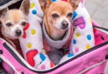 Nueva York con tu perro: la ciudad que te espera a vos y a tu compañero peludo