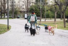 Parque Isla de la Paternal: el paraíso pet friendly que todo porteño espera descubrir con su perro