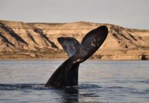 Por qué Puerto Madryn en octubre es el encuentro más emocionante que podés tener con la naturaleza