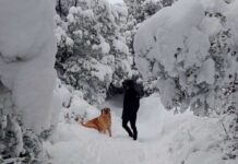 Bariloche con tu perro: la aventura patagónica que ambos merecen