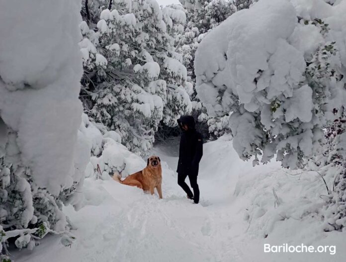 Bariloche con tu perro: la aventura patagónica que ambos merecen