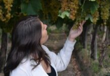 El Torrontés de Cafayate: por qué este vino blanco argentino es tu mejor razón para viajar a Salta