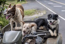 Viajar con tu perro a Nueva York: la guía que todo argentino necesita antes de partir