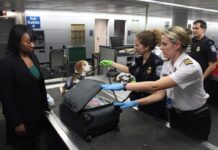 Viajar con tu perro al exterior: la guía completa para no dejar a tu mejor amigo en casa