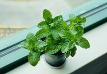 Los expertos en plagas coinciden: “La mejor forma de ahuyentar a las ratas en casa es cultivar estas plantas aromáticas”