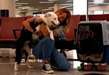 Volá con tu perro a Bariloche sin estrés: la guía definitiva para viajar juntos en avión