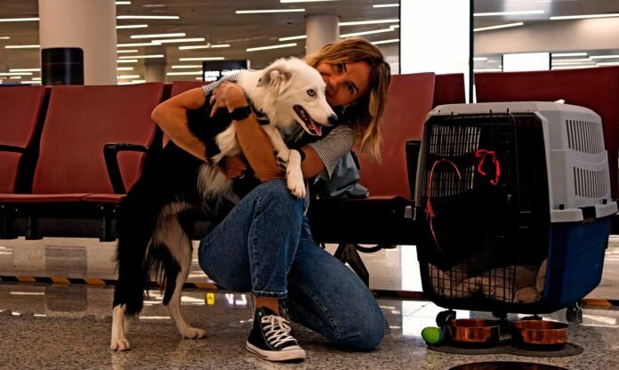 Volá con tu perro a Bariloche sin estrés: la guía definitiva para viajar juntos en avión